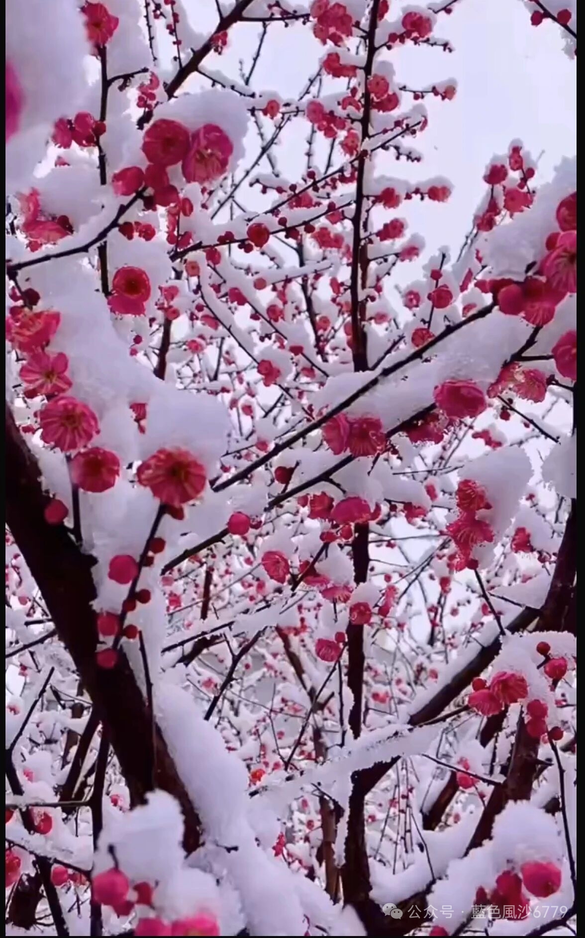 梅花爱雪雪不知，开在雪中做情痴。芳心落地三千瓣，片片香魂皆成诗。
