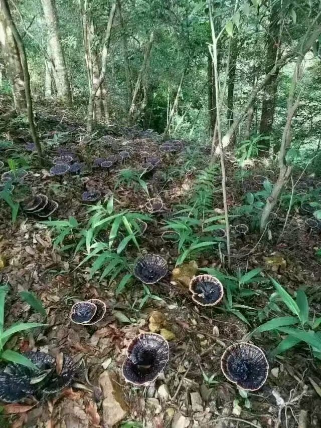 林下野外天然生长的紫灵芝…山珍养味