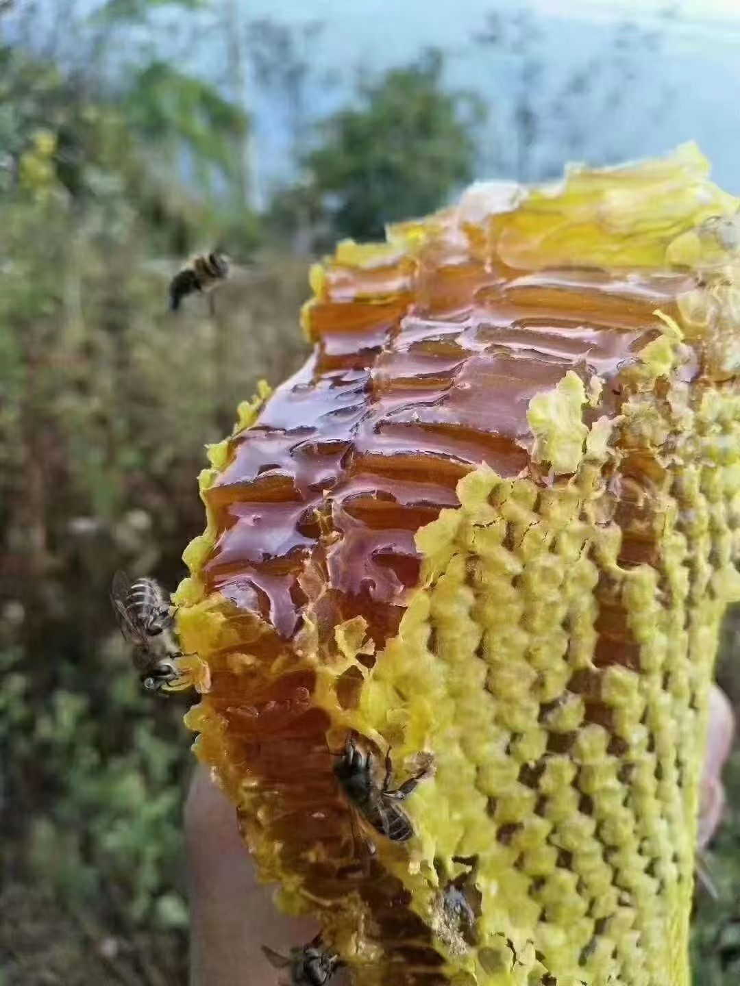 野生蜂蜜，假一赔百！敢绝对保证！