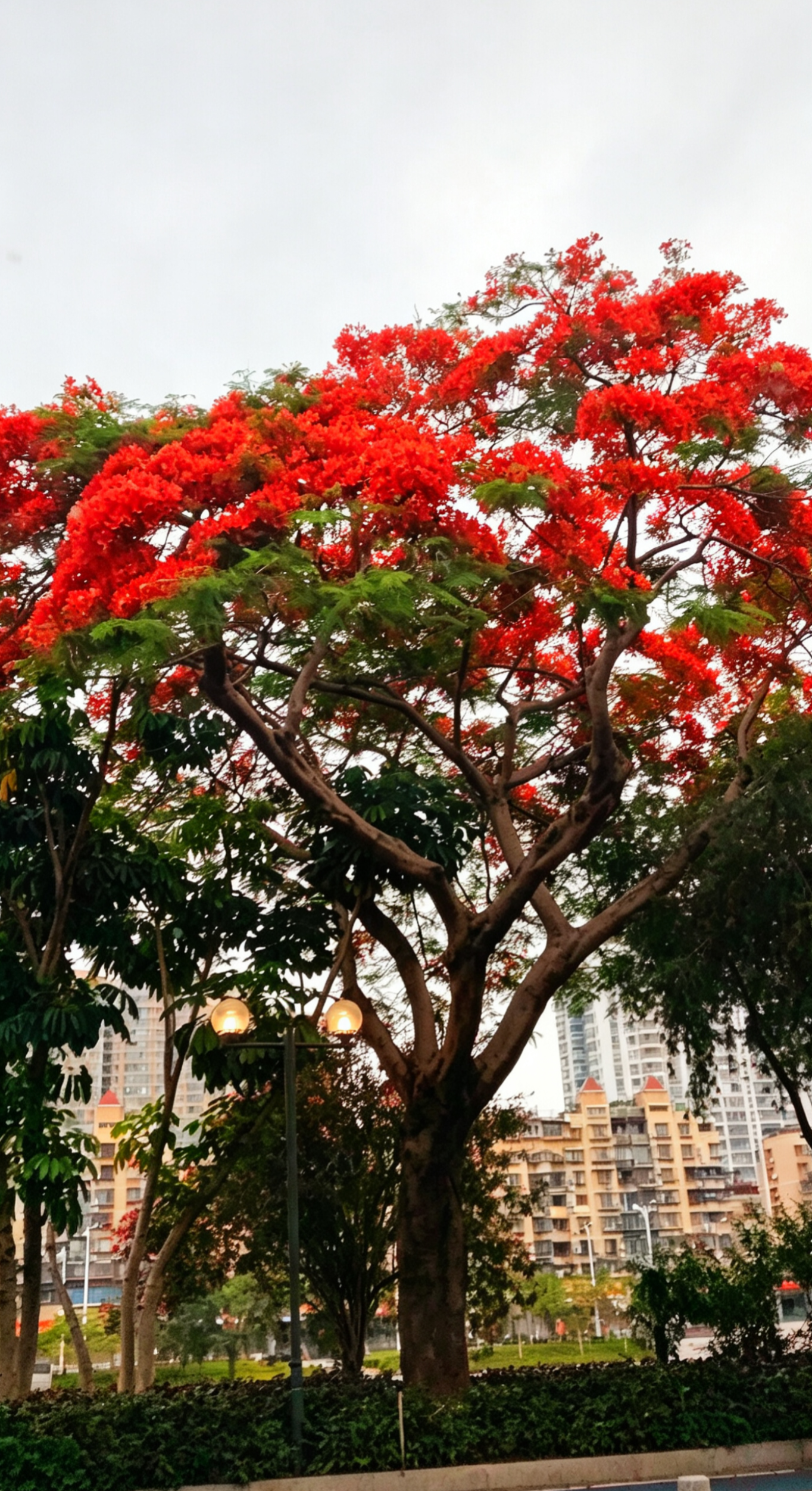 《筼筜湖畔观凤凰花有感》
（作者：正汝艺）
今日晨起，送先生赴机场，见筼筜湖畔凤凰花开炽盛，艳色动人