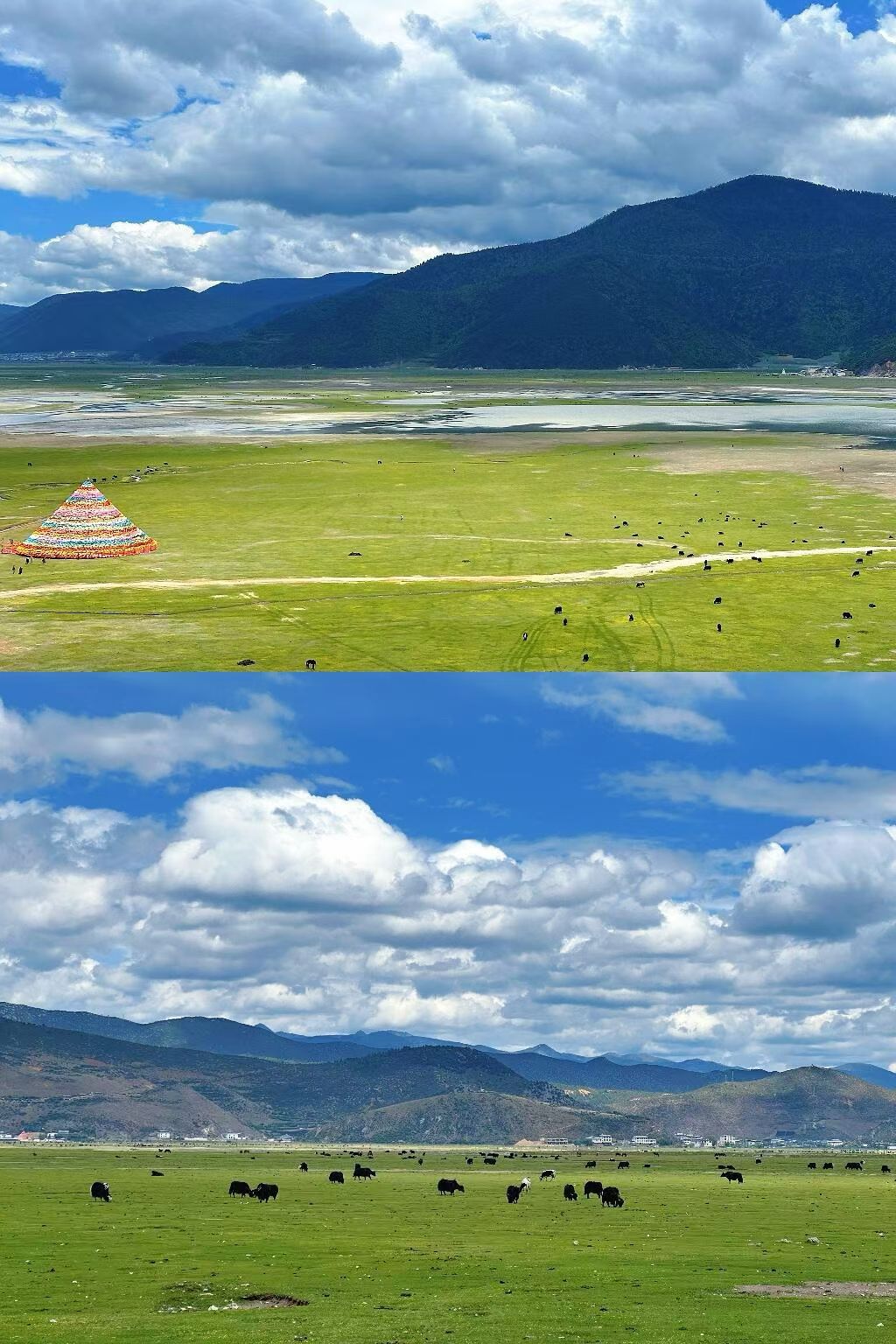 📍云南·香格里拉
六月的香格里拉春天刚开始到来✨15℃舒适气温，矮杜鹃花期正盛，蓝天作底、繁花铺地，