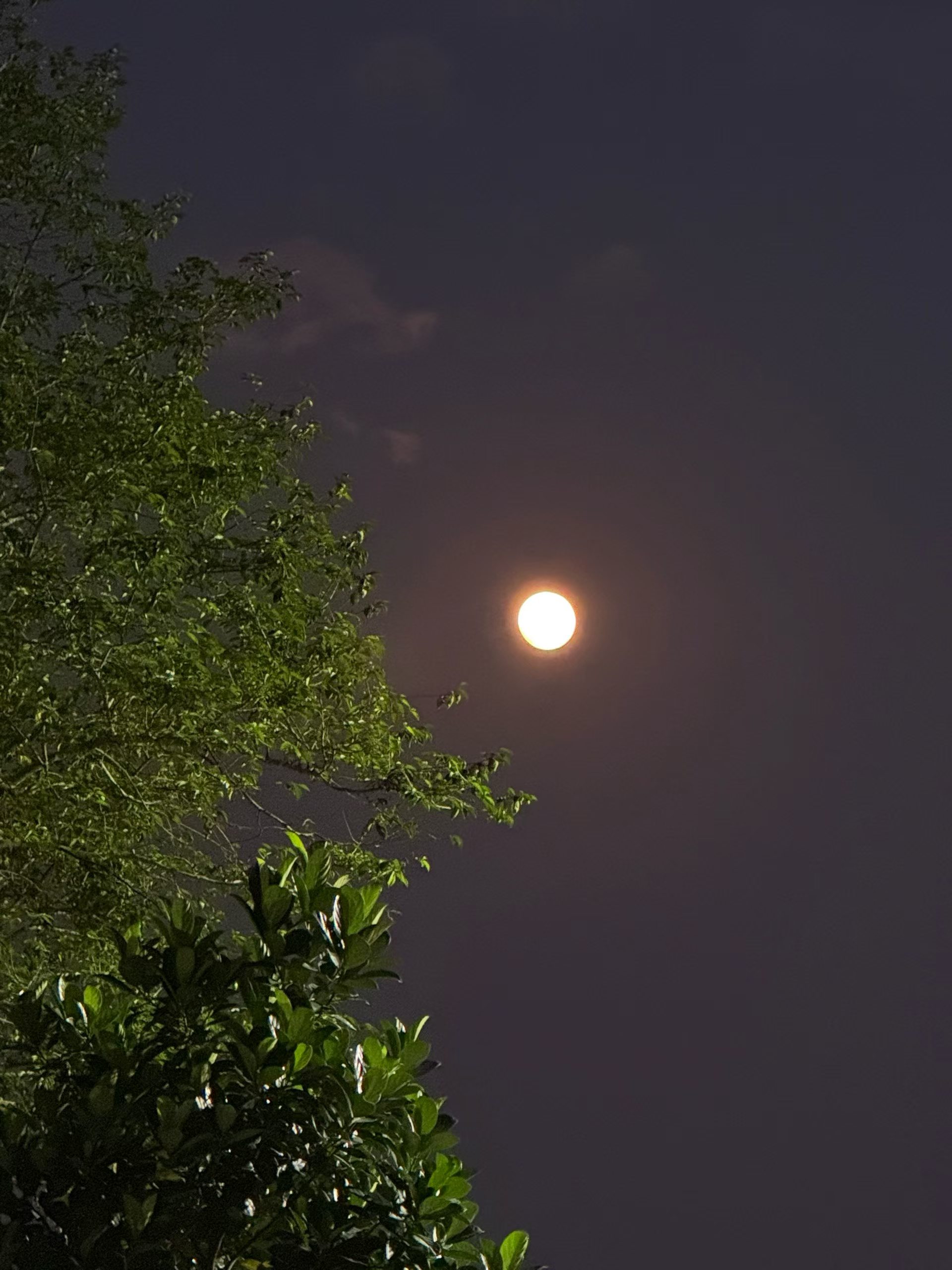 树影摇月🌕