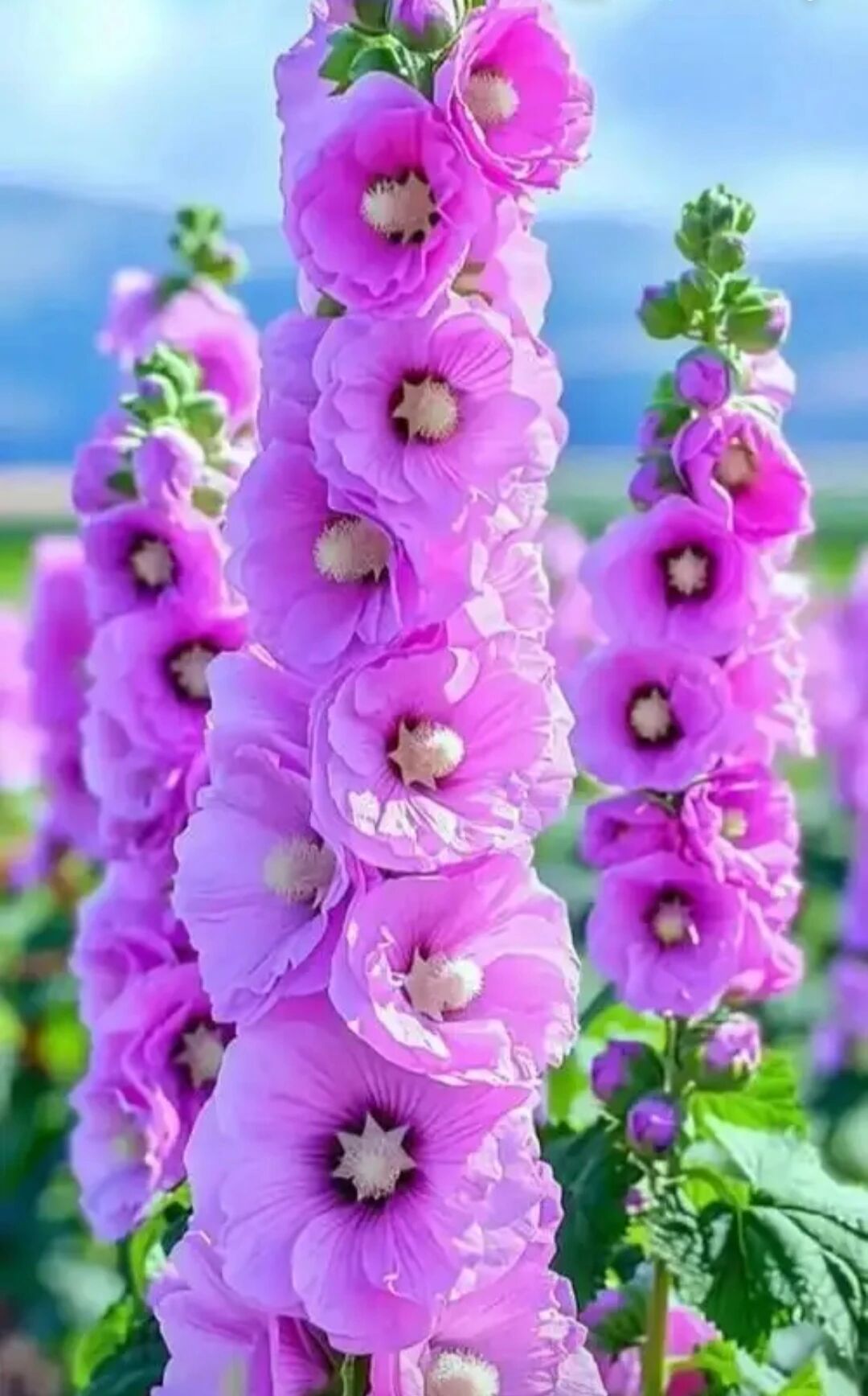 这是什么花？你认识吗？