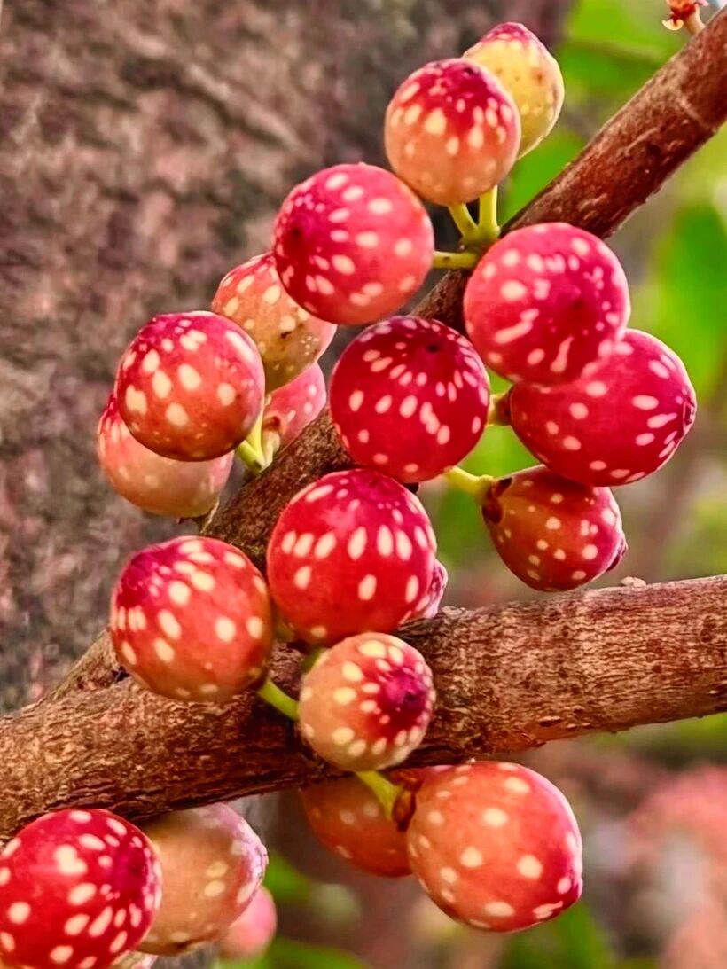 漂亮的无花果真好吃！你见过吗？