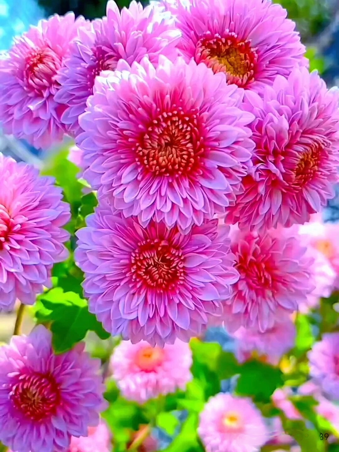 这是什么鲜花？请大家欣赏。