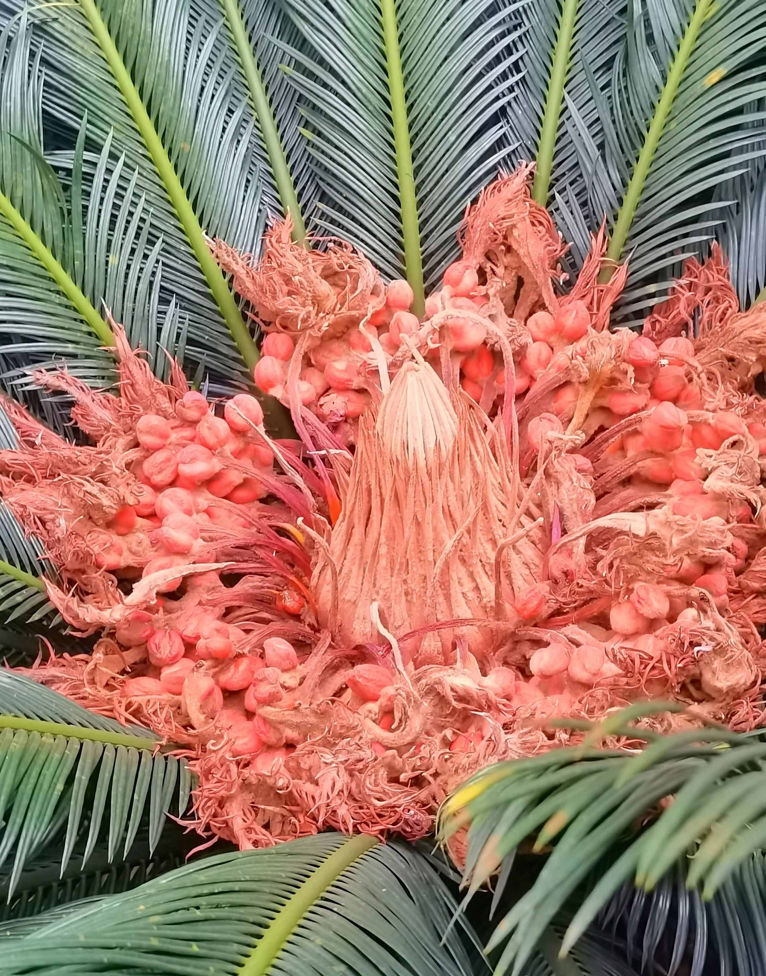铁树开花，给大家带来好运。