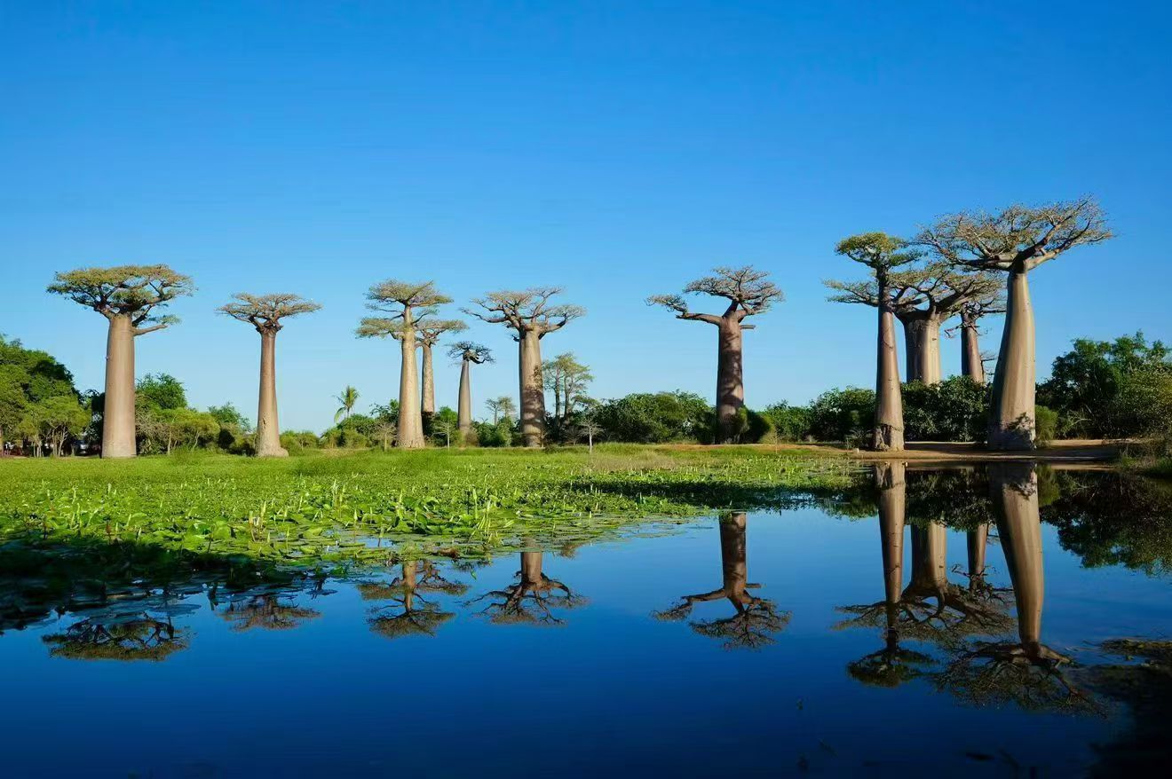 #马达加斯加🇲🇬
地球最后的异域光影博物馆，摄影师魂牵梦绕的终极秘境📷
这里没有标准答案，只有你的镜