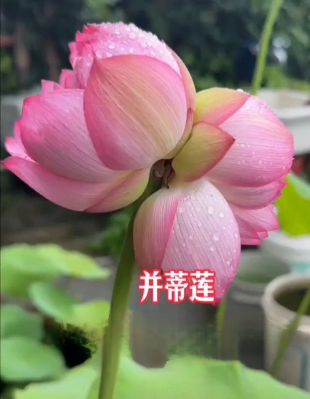 夏天到了，荷花开了，难见的并蒂莲，五颜六色真漂亮，请大家欣赏。