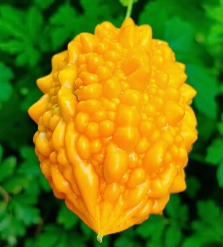 夏天到了，苦瓜熟了，可以吃了，请大家欣赏！