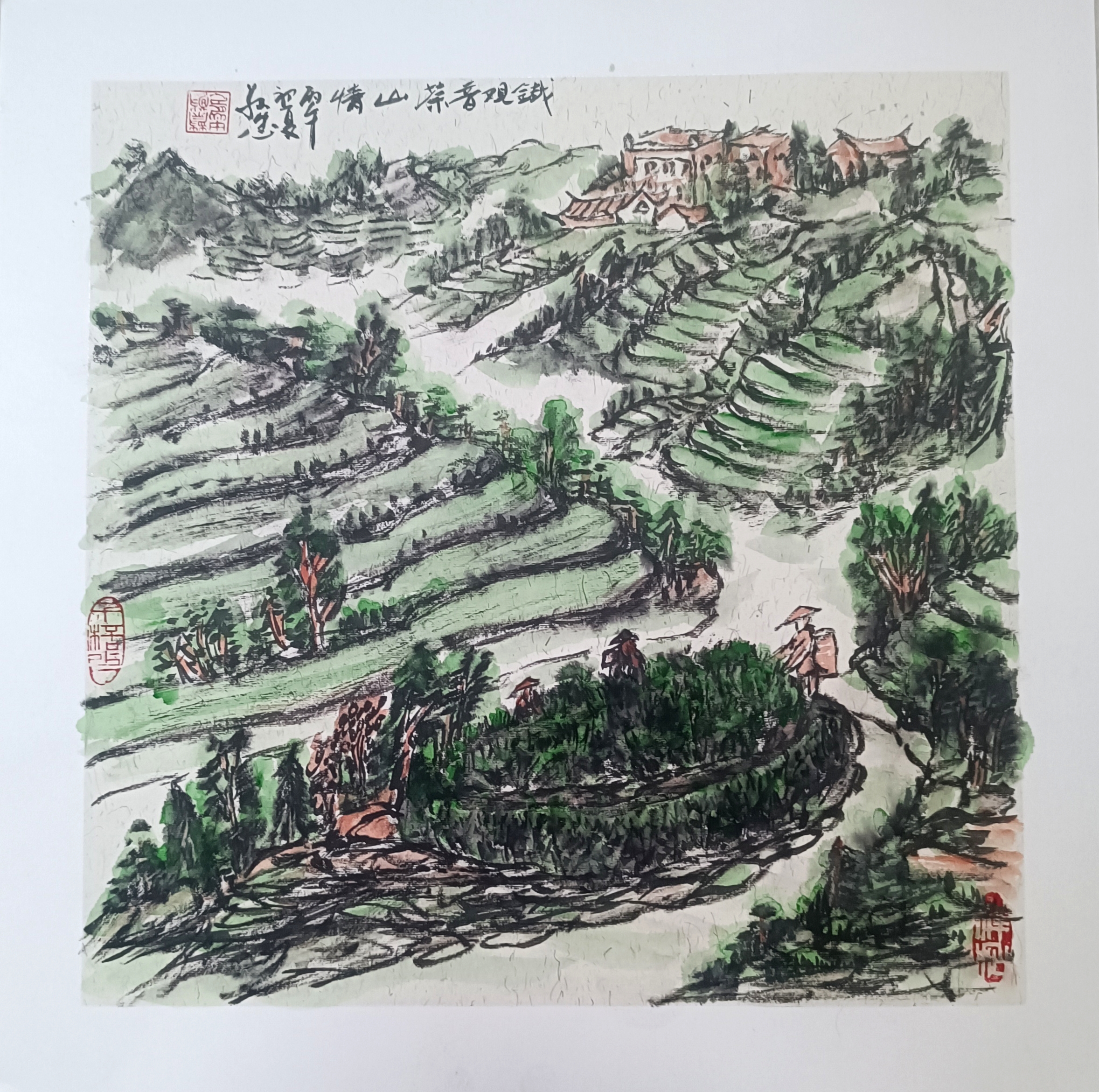 《铁观音茶山情》🌹🌹🌹