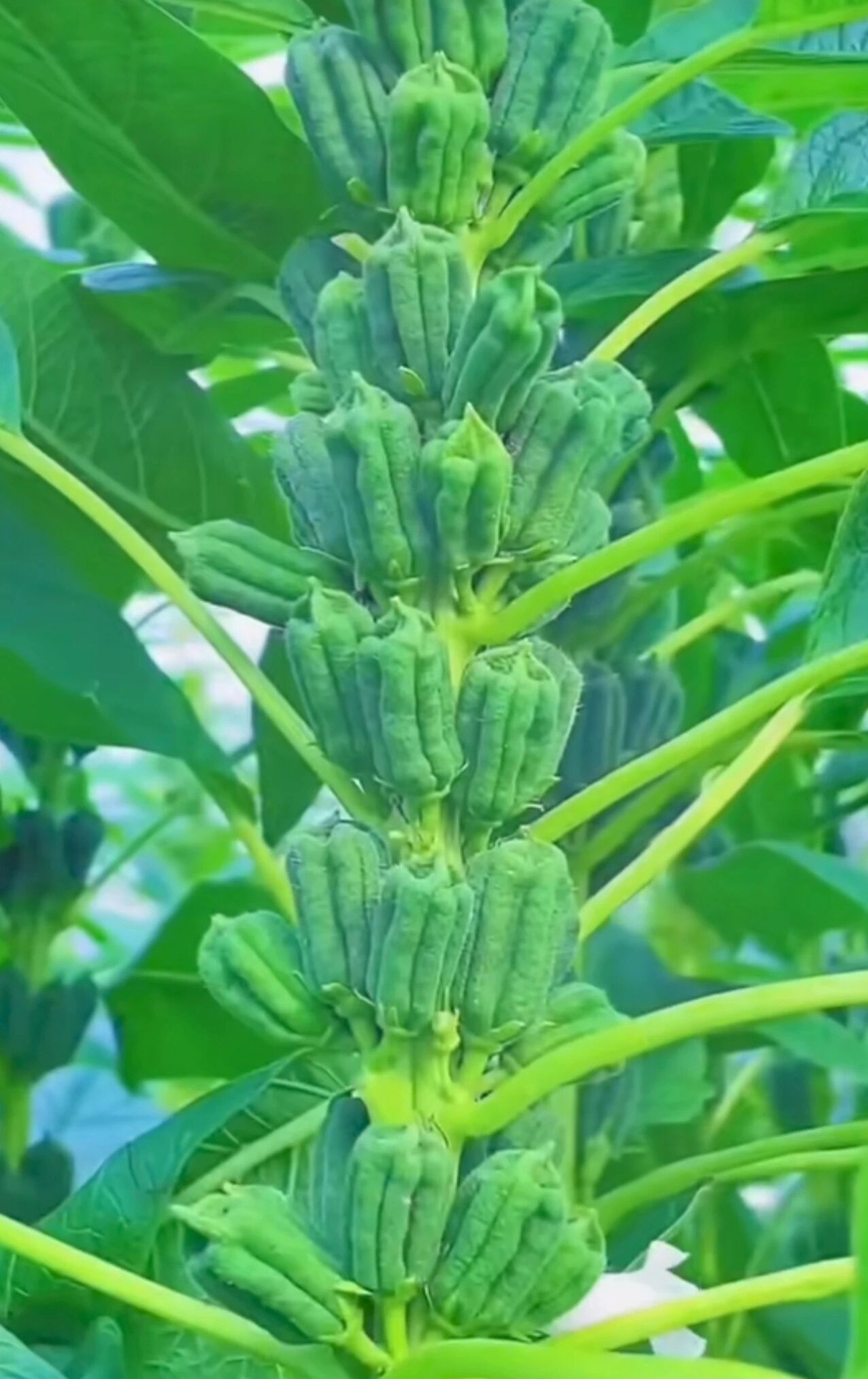 芝麻开花节节高，你见过家乡田野里种植的芝麻吗？请大家欣赏。