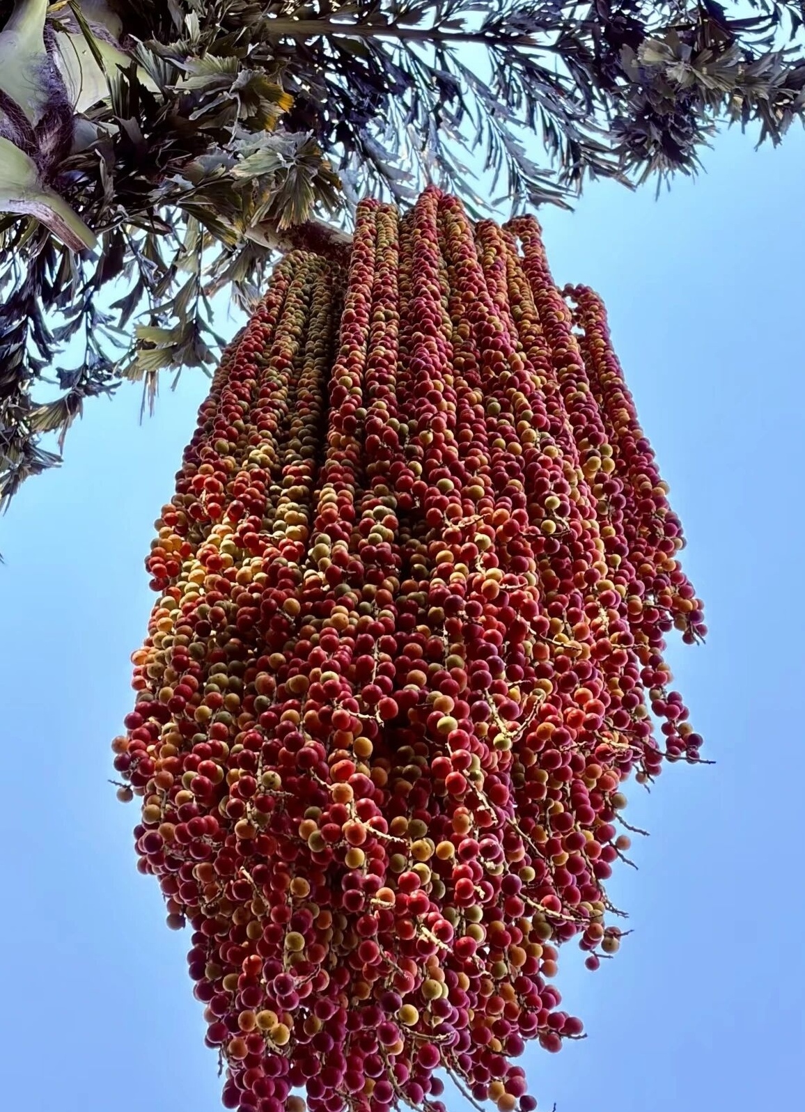 这是什么？你见过吗？请大家欣赏！