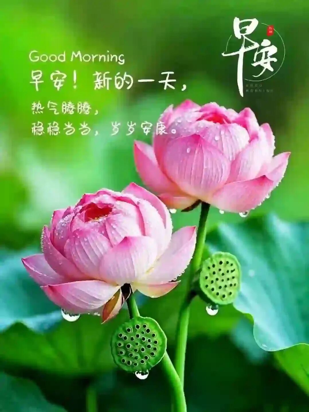 夏天到了，荷花开了，请大家欣赏！