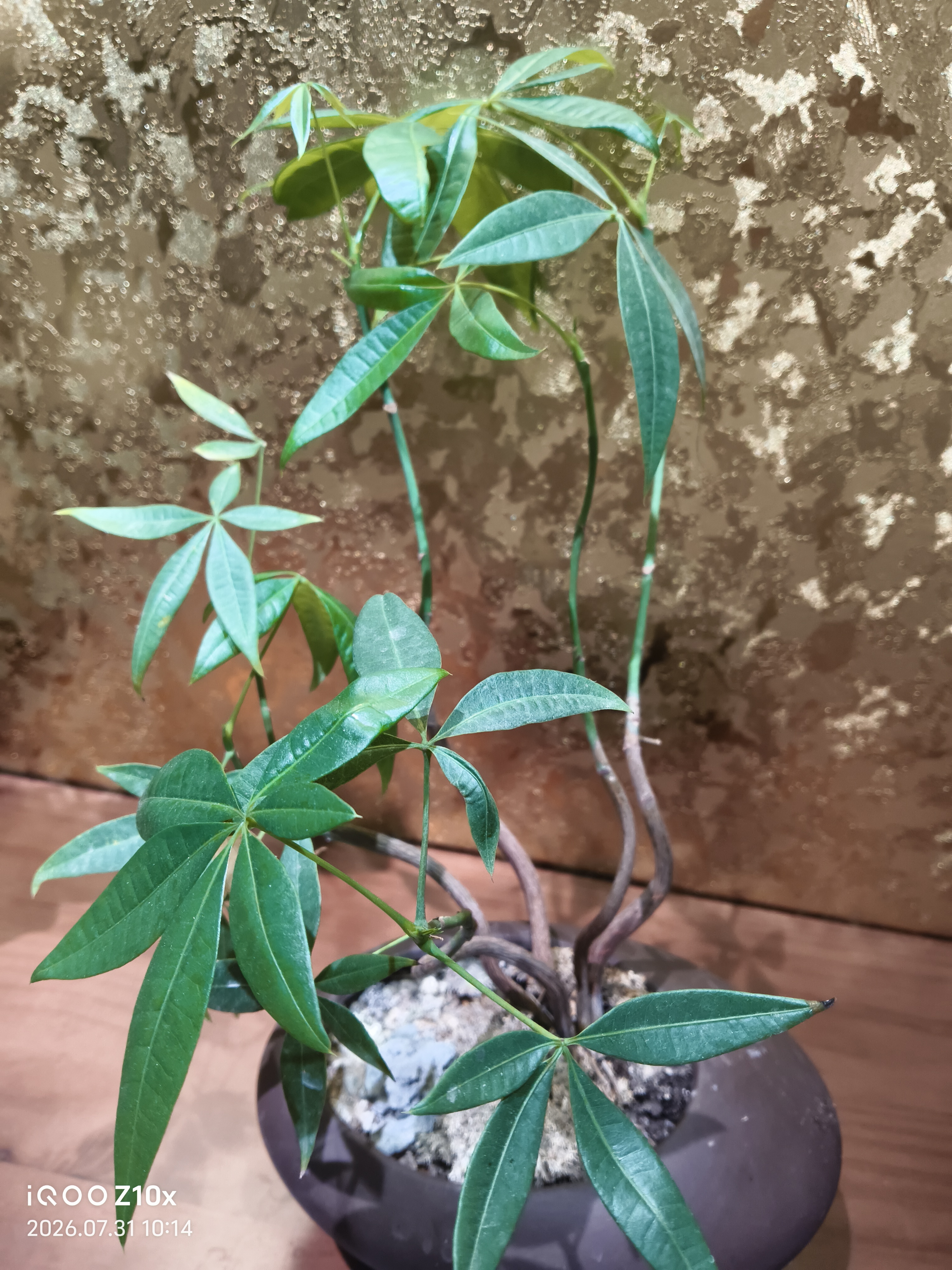 真正的强大，
不是从不跌倒，
而是跌倒后依然能以更高维度重启。
心不乱，则天地不乱；
志不摇，则万难