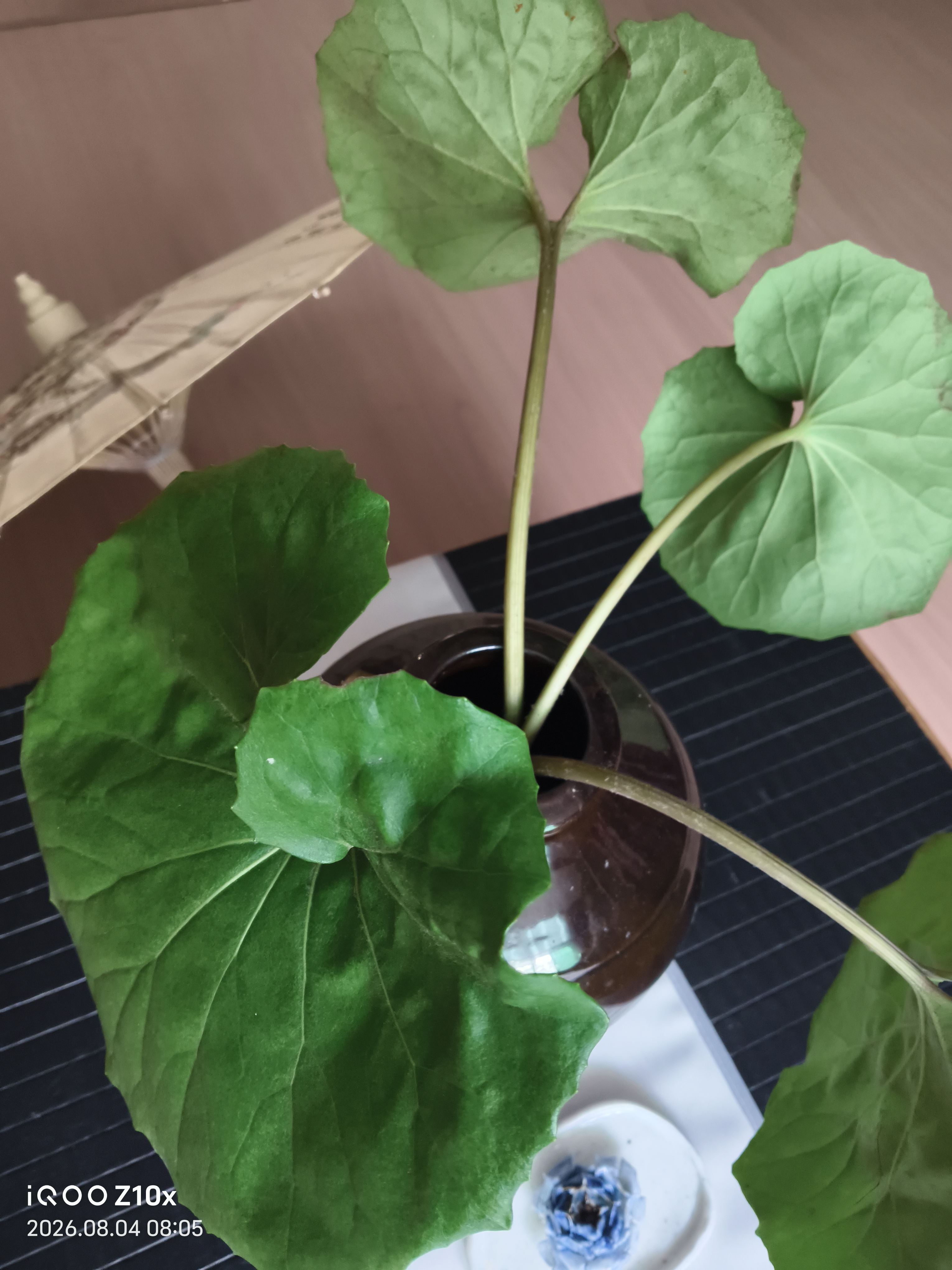一点小事，
就容易心烦，
不是你变了，
而是身体也会受季节影响，
夏天养心，
除了降温，
更要学会放
