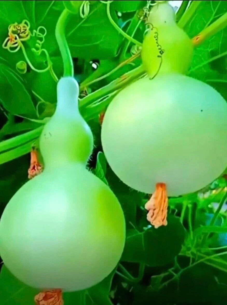 乡村的收获，葫芦长的真好看，真漂亮！请大家欣赏。
