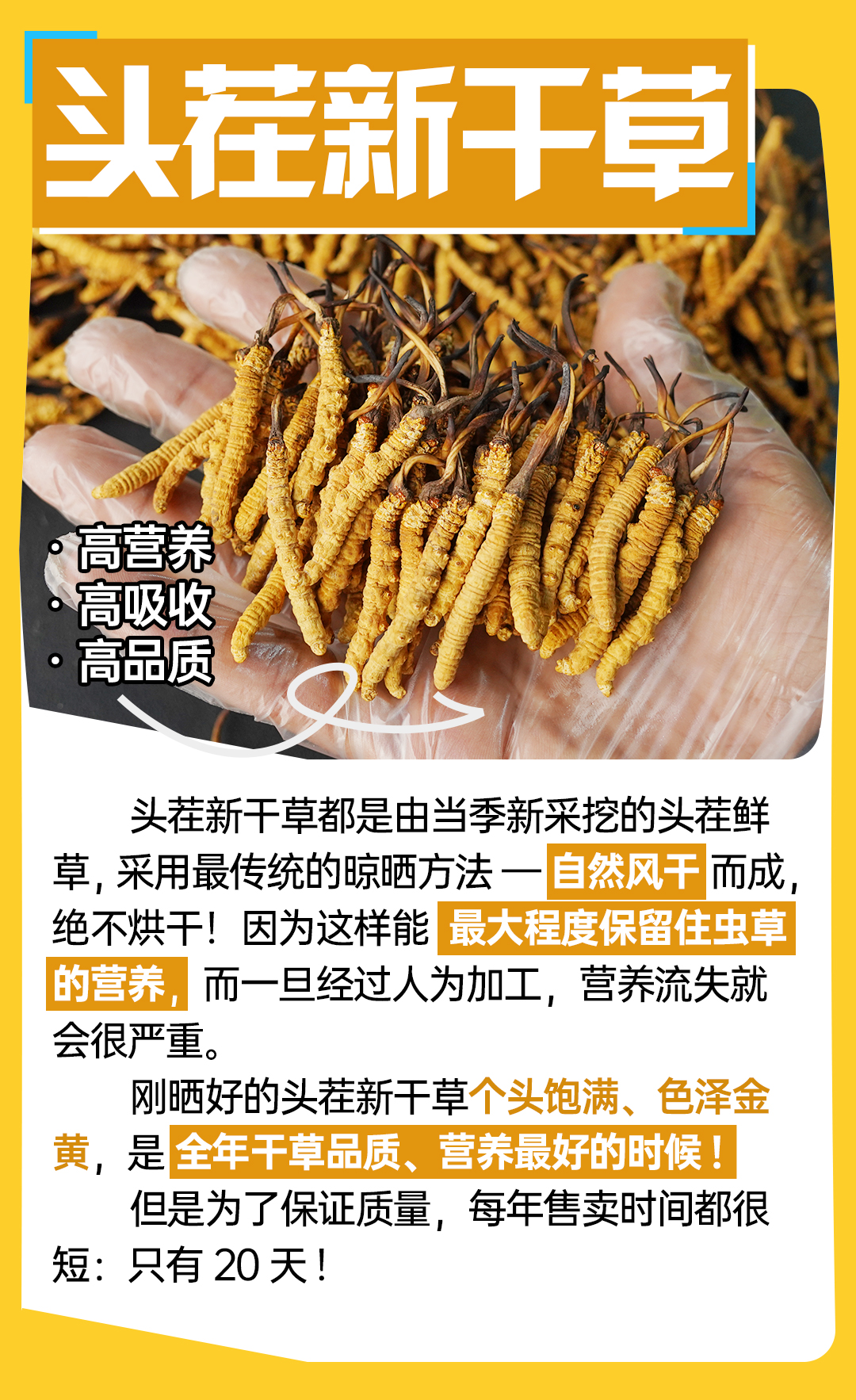 正的虫草