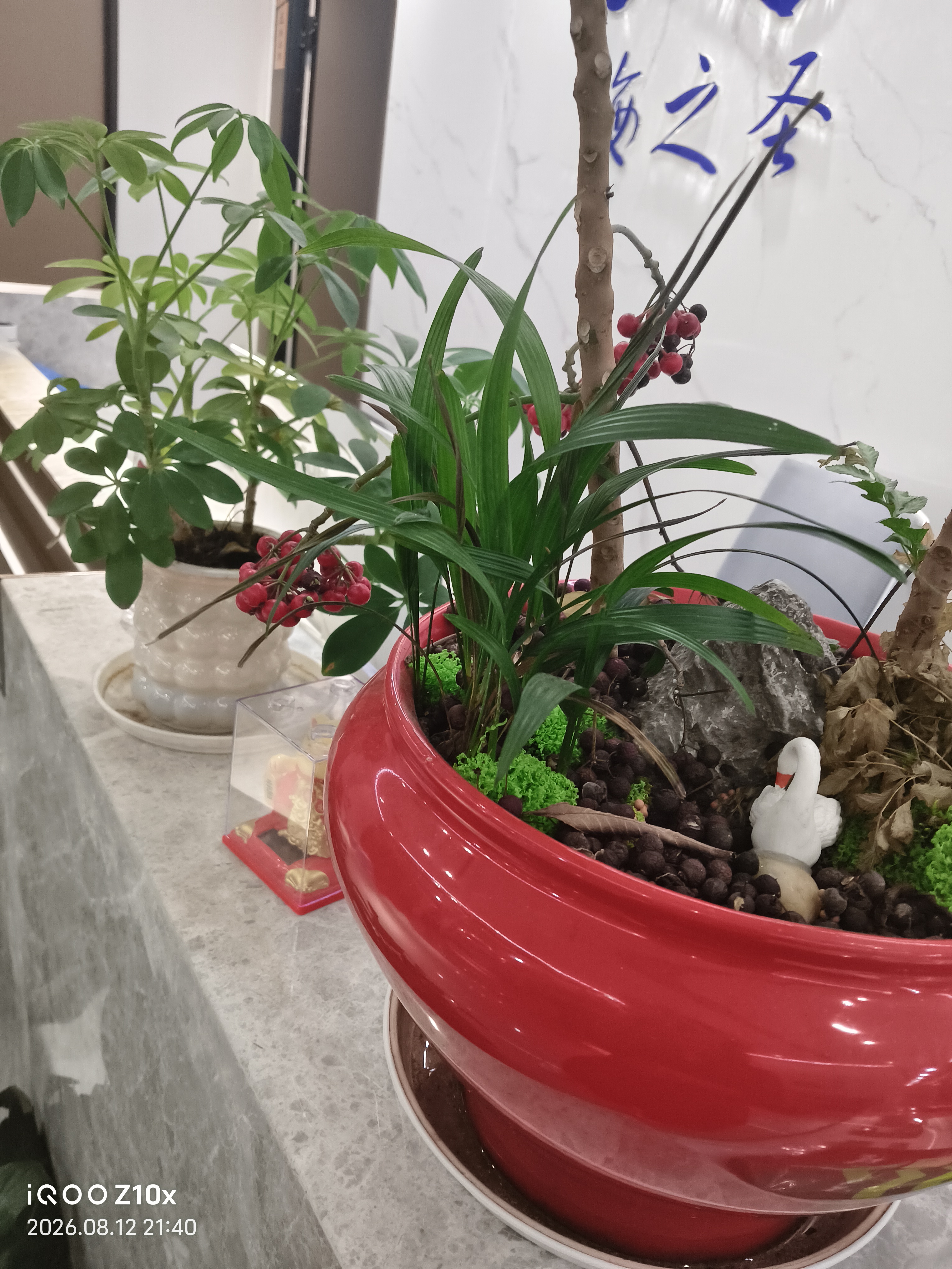 人生像种花
不是每颗种子都同天醒来有的开在春，
有的绽于冬你只管浇灌，时间自会回答