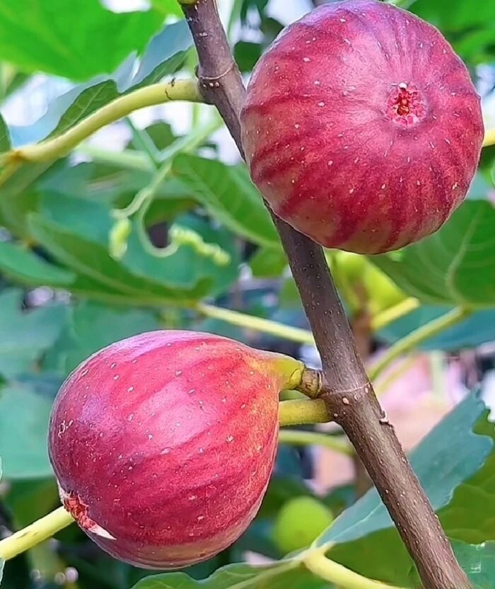 无花先有果，你猜一下是什么水果？