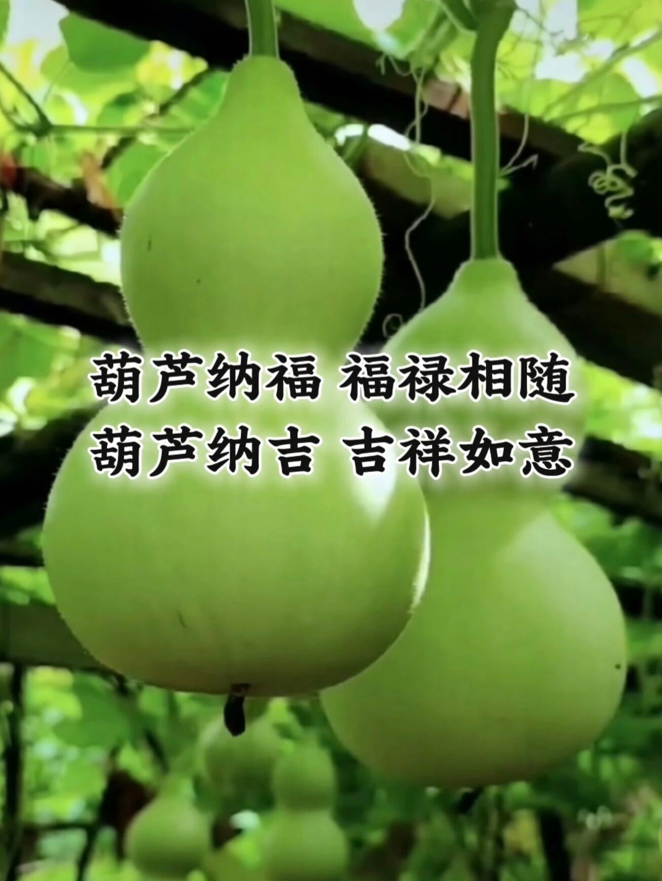 葫芦纳福，见者有福，吉祥如意！