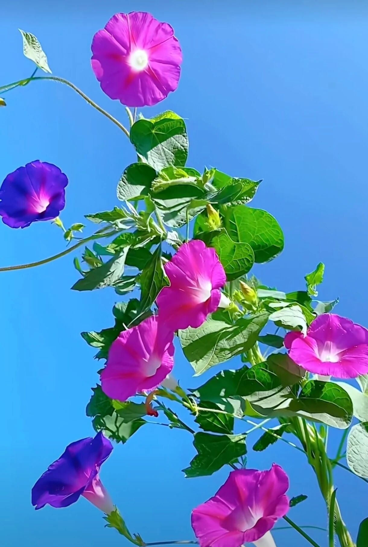 这是什么花，你认识吗？请你猜一下！