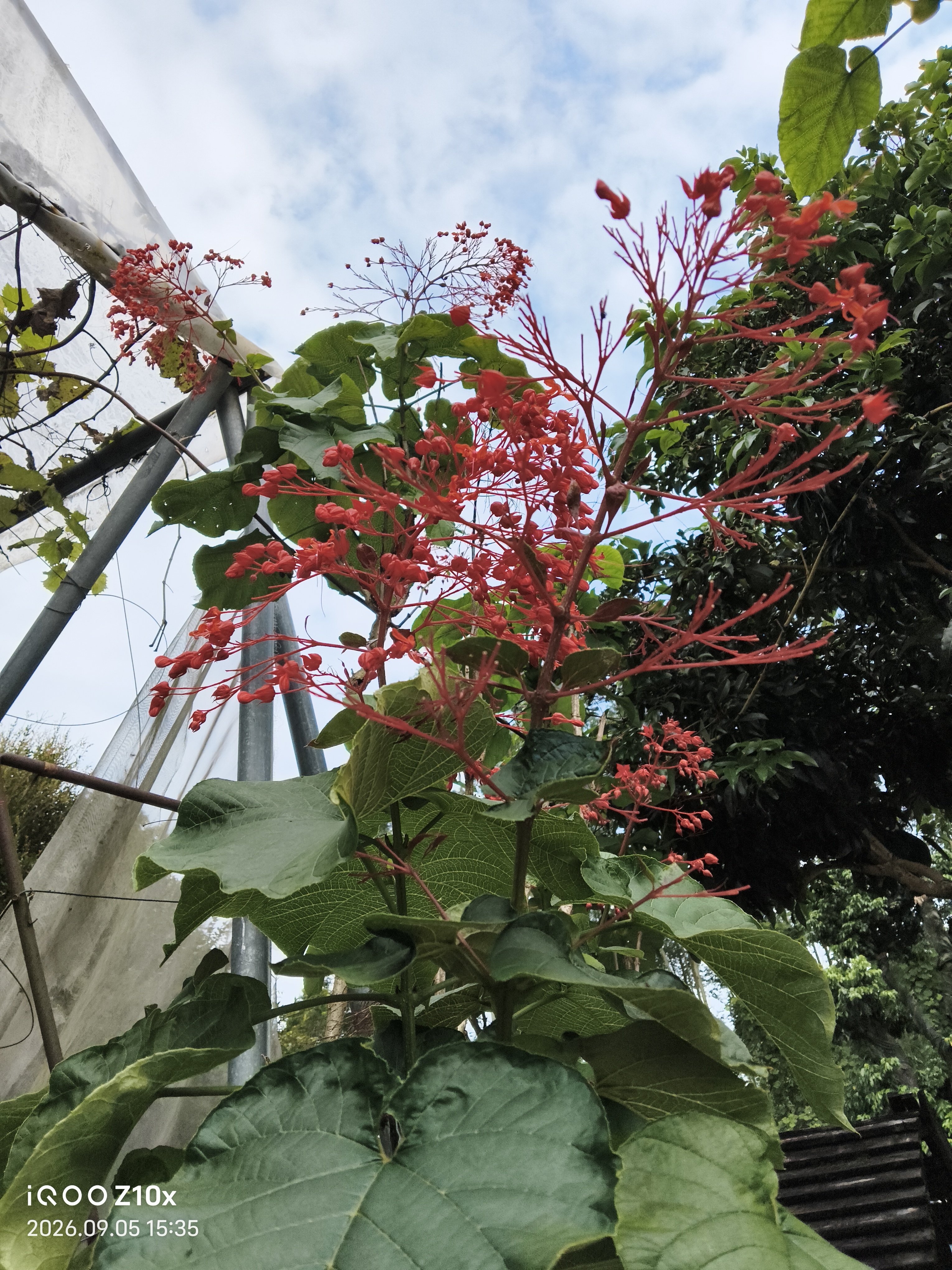 清晨撞见这簇热烈的红🌺
风一吹 满枝都是藏不住的鲜活
希望我们的今天，也像它一样盛放呀✨