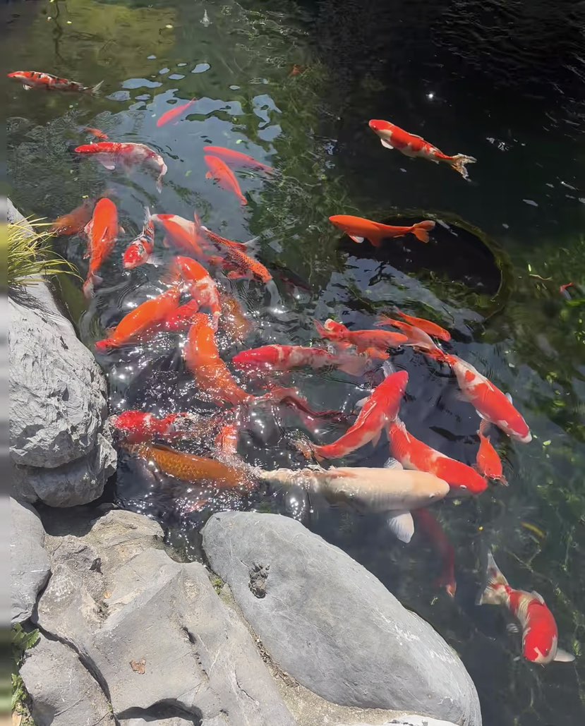 遇见锦鲤，好运连连