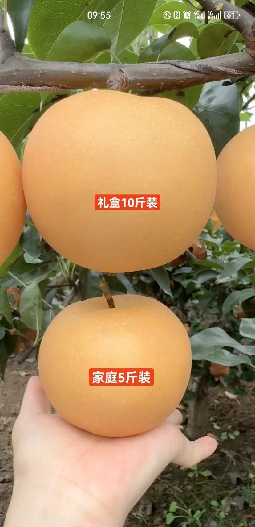 🌸吃梨就在当下，秋月梨越大越好吃
莱阳核心产区，连续几年老客回购，一件代发