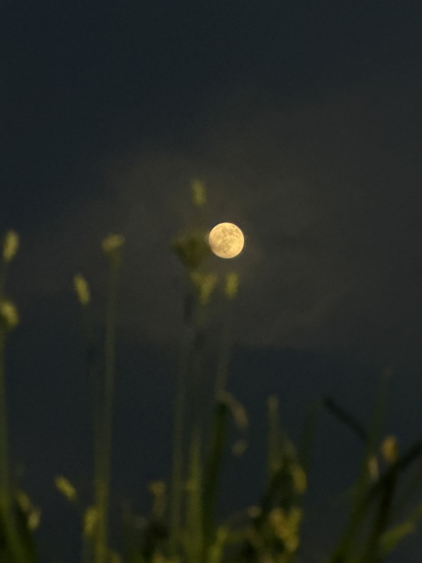 美好生活，即得相伴🌹
花好月圆，广结善缘🌙
虽然特别不喜欢闲聊，
但依然愿意祝福大家，
中秋佳节，阖