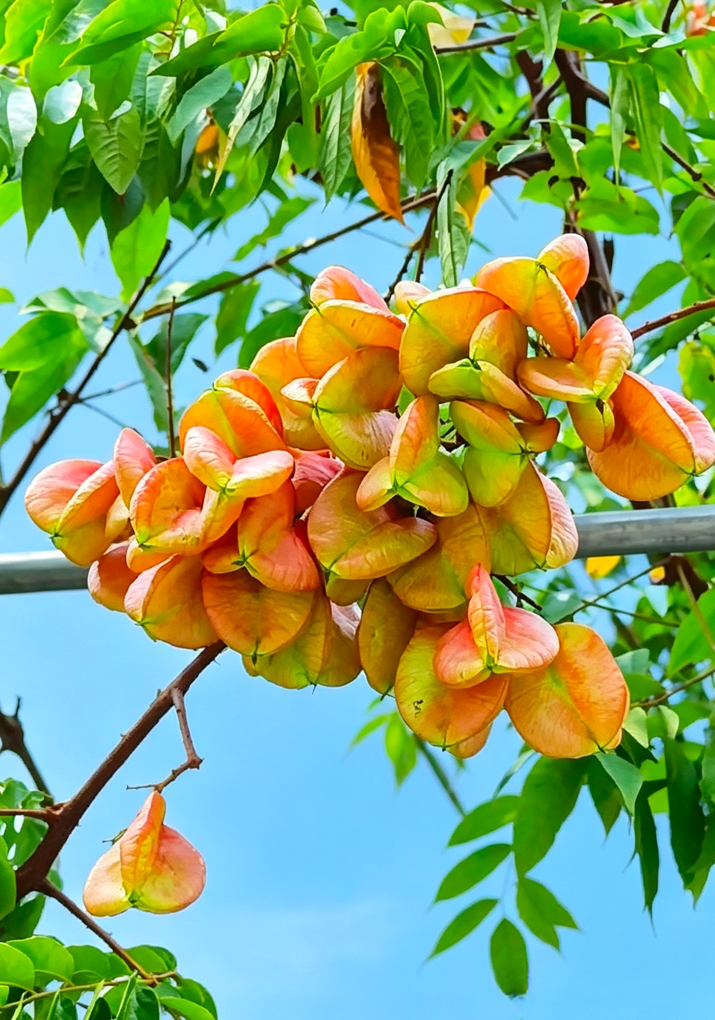 你认识吗？请大家猜一下这是什么花？