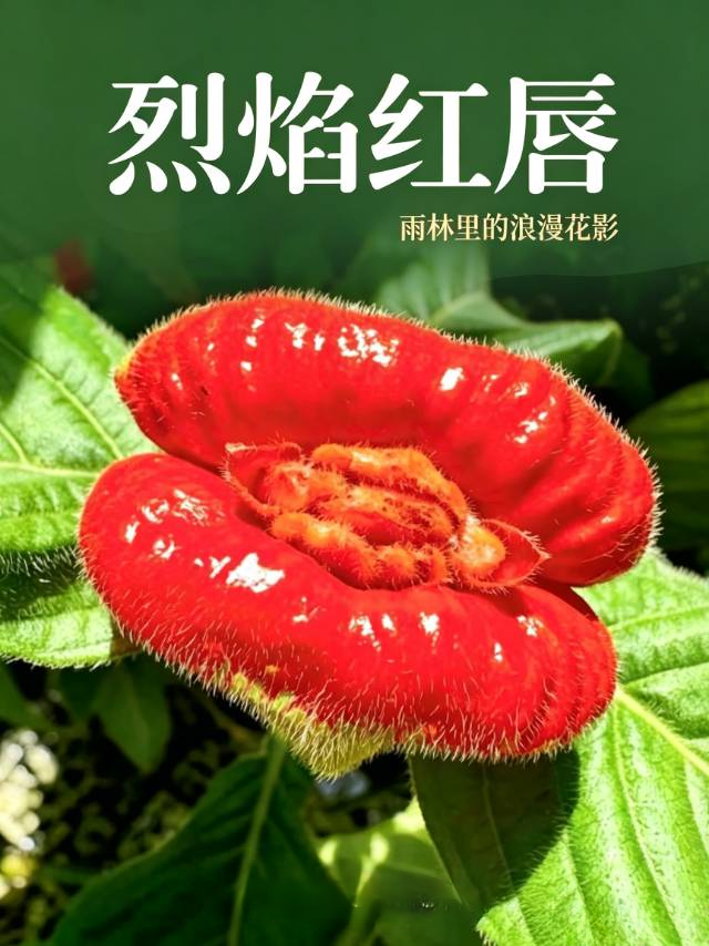 这是什么花，你见过吗？请大家猜一下。